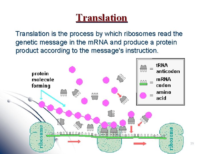 Translation is the process by which ribosomes read the genetic message in the m.