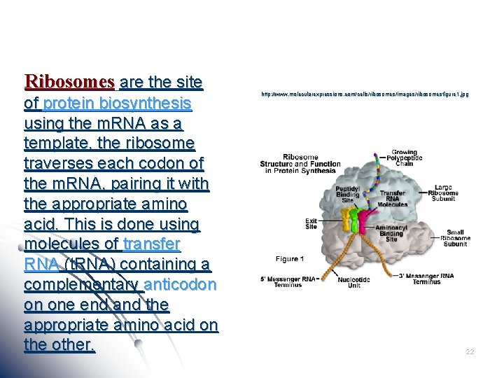 Ribosomes are the site of protein biosynthesis using the m. RNA as a template,