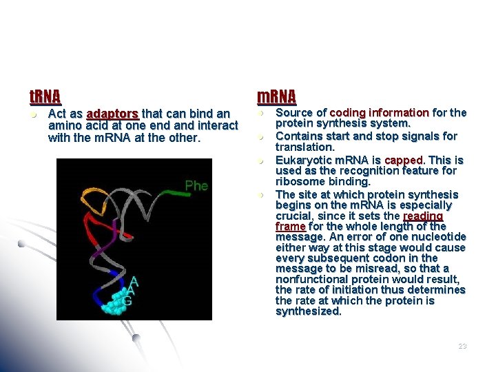 t. RNA m. RNA l l Act as adaptors that can bind an amino