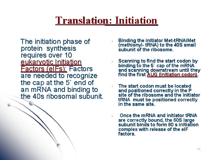 Translation: Initiation The initiation phase of protein synthesis requires over 10 eukaryotic Initiation Factors