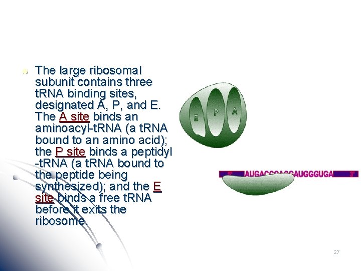 l The large ribosomal subunit contains three t. RNA binding sites, designated A, P,