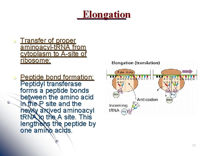 Elongation l Transfer of proper aminoacyl-t. RNA from cytoplasm to A-site of ribosome; l