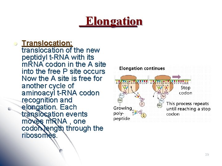 Elongation l Translocation; translocation of the new peptidyl t-RNA with its m. RNA codon