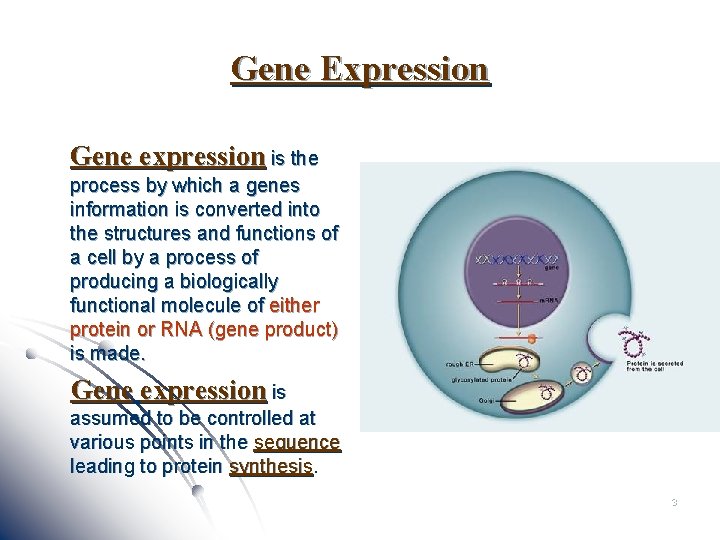 Gene Expression Gene expression is the process by which a genes information is converted