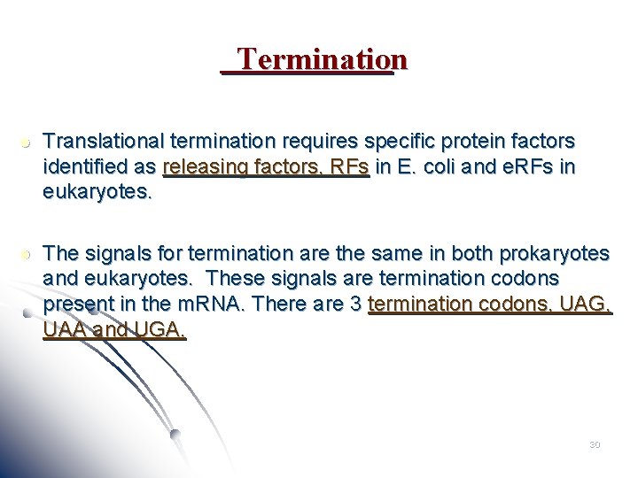 Termination l Translational termination requires specific protein factors identified as releasing factors, RFs in