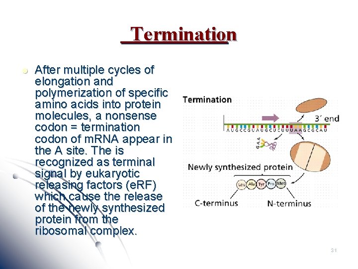 Termination l After multiple cycles of elongation and polymerization of specific amino acids into