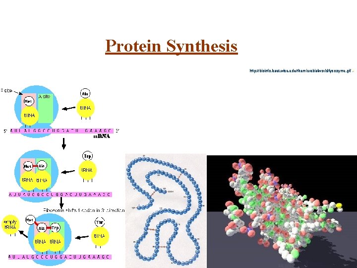 Protein Synthesis http: //bioinfo. bact. wisc. edu/themicrobialworld/lysozyme. gif l 32 