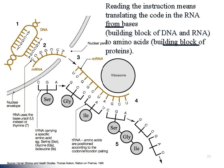 Reading the instruction means translating the code in the RNA from bases (building block