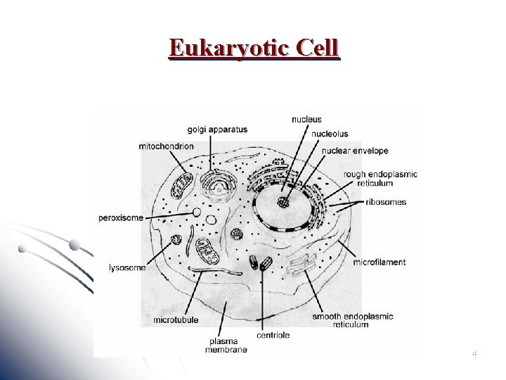 Eukaryotic Cell 4 