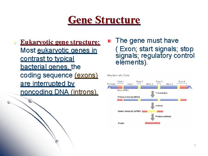 Gene Structure l Eukaryotic gene structure: Most eukaryotic genes in contrast to typical bacterial