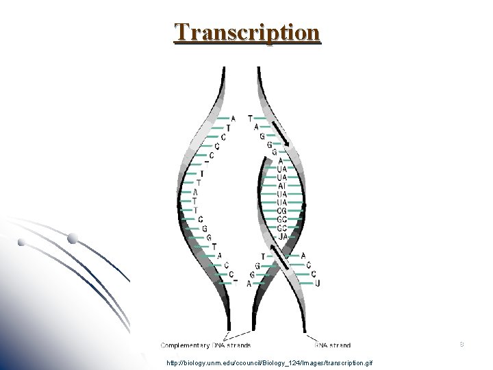 Transcription 8 http: //biology. unm. edu/ccouncil/Biology_124/Images/transcription. gif 