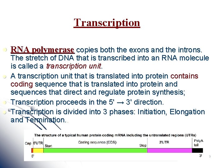 Transcription l l RNA polymerase copies both the exons and the introns. The stretch