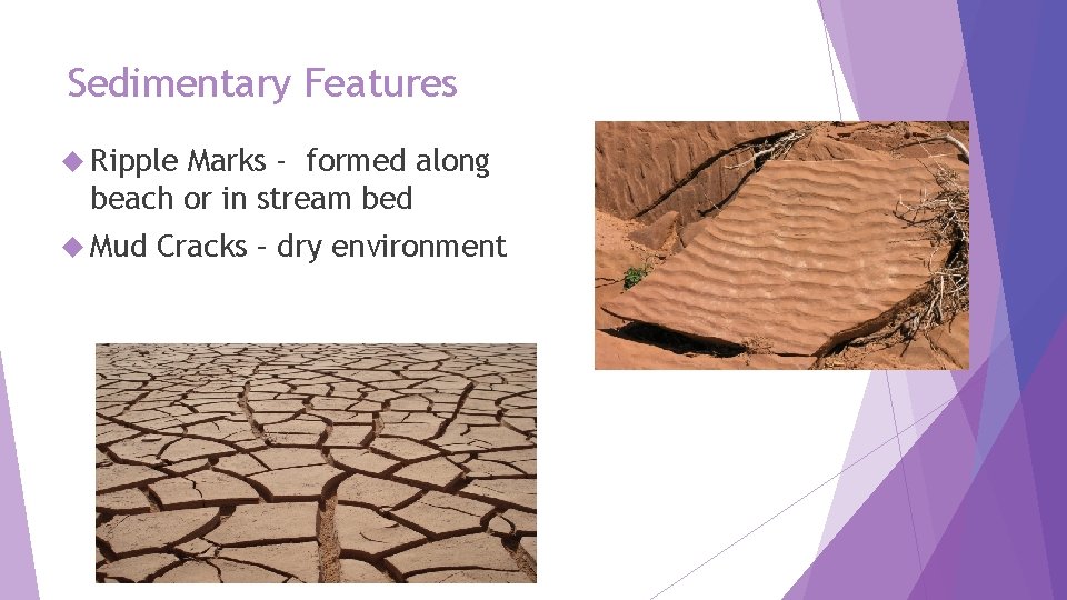 Sedimentary Features Ripple Marks - formed along beach or in stream bed Mud Cracks