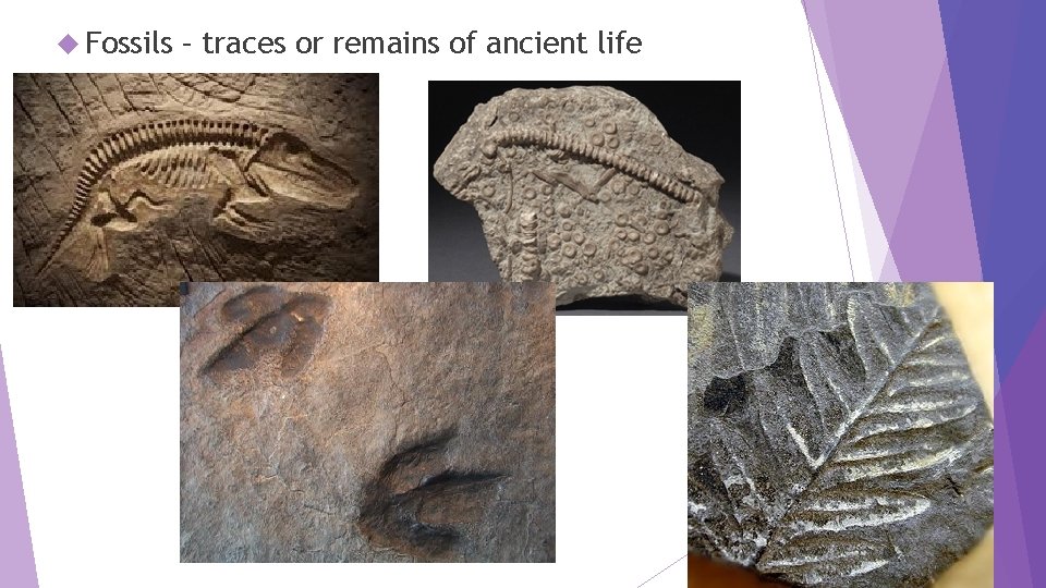  Fossils – traces or remains of ancient life 