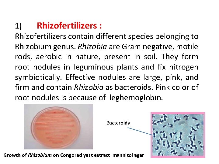 1) Rhizofertilizers : Rhizofertilizers contain different species belonging to Rhizobium genus. Rhizobia are Gram