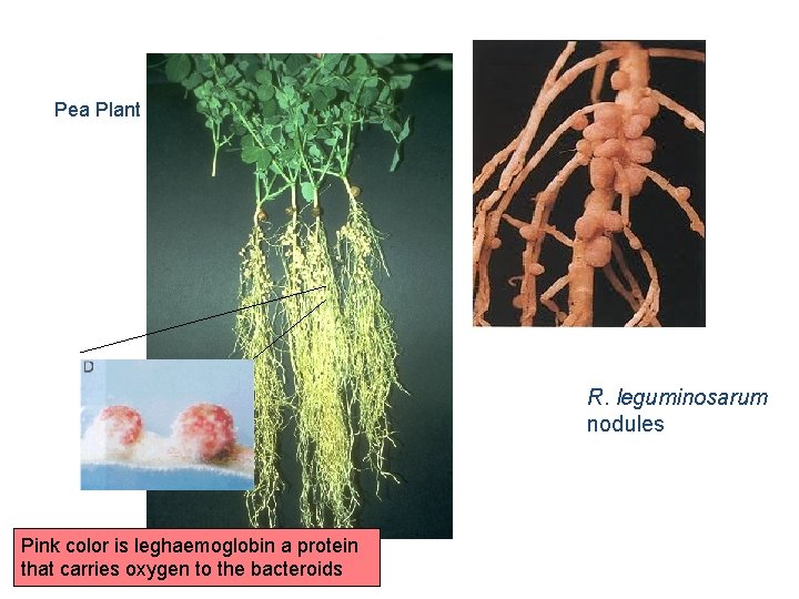 Pea Plant R. leguminosarum nodules Pink color is leghaemoglobin a protein that carries oxygen