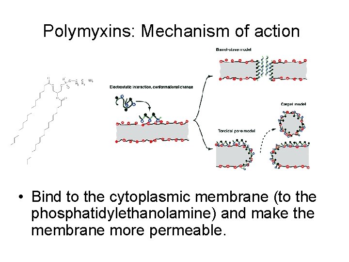 Polymyxins: Mechanism of action • Bind to the cytoplasmic membrane (to the phosphatidylethanolamine) and