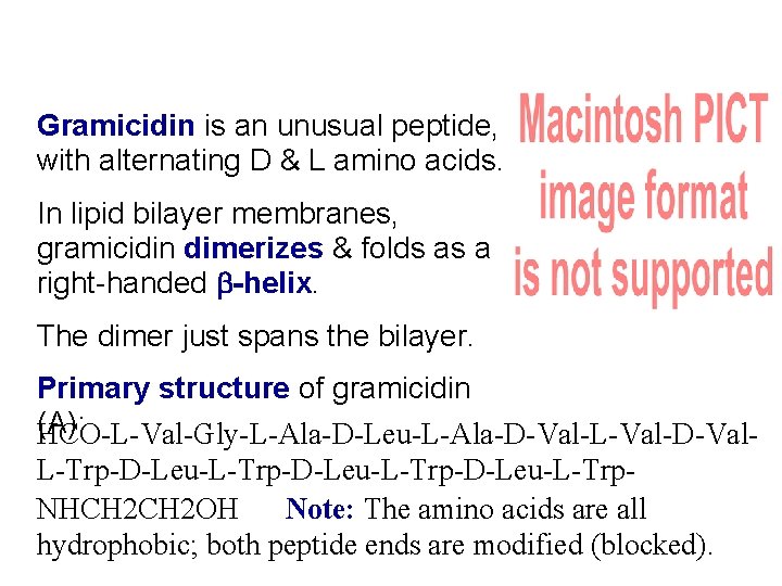 Gramicidin is an unusual peptide, with alternating D & L amino acids. In lipid