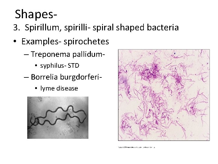 Shapes- 3. Spirillum, spirilli- spiral shaped bacteria • Examples- spirochetes – Treponema pallidum- •