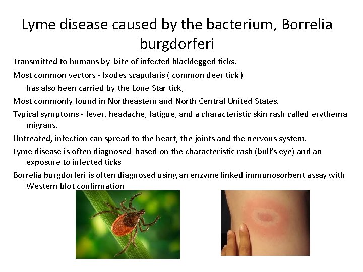 Lyme disease caused by the bacterium, Borrelia burgdorferi Transmitted to humans by bite of