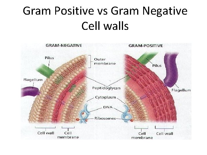 Gram Positive vs Gram Negative Cell walls 