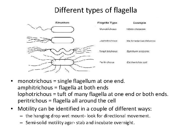 Different types of flagella • monotrichous = single flagellum at one end. amphitrichous =