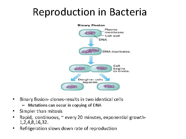 Reproduction in Bacteria • Binary fission- clones-results in two identical cells – Mutations can