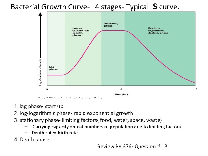 Bacterial Growth Curve- 4 stages- Typical S curve. 1. lag phase- start up 2.