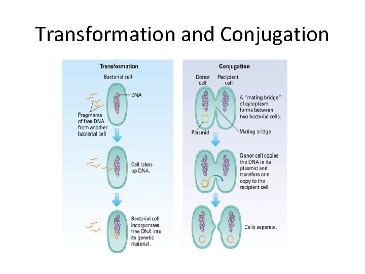 Transformation and Conjugation 