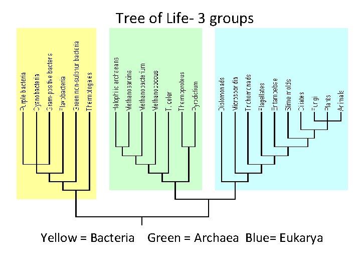 Tree of Life- 3 groups Yellow = Bacteria Green = Archaea Blue= Eukarya 