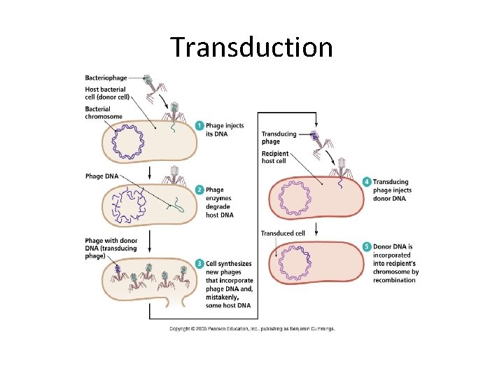 Transduction 