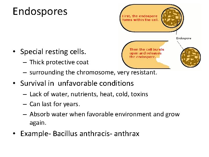 Endospores • Special resting cells. – Thick protective coat – surrounding the chromosome, very