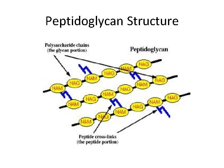 Peptidoglycan Structure 