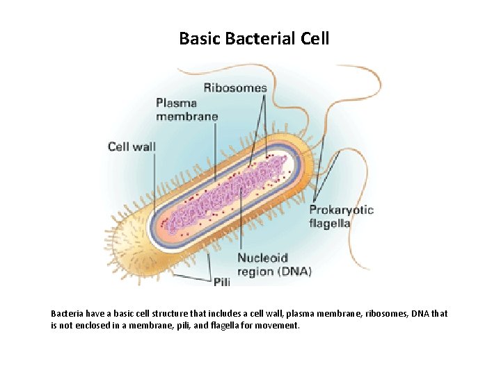 Basic Bacterial Cell Bacteria have a basic cell structure that includes a cell wall,
