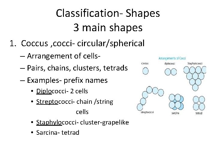 Classification- Shapes 3 main shapes 1. Coccus , cocci- circular/spherical – Arrangement of cells–