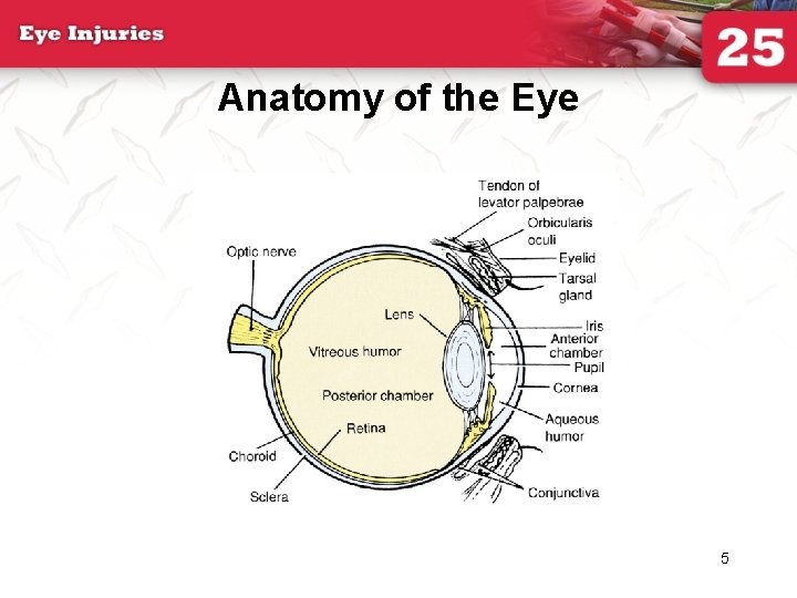 Anatomy of the Eye 5 