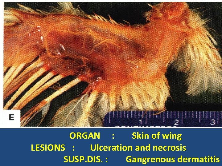 ORGAN : Skin of wing LESIONS : Ulceration and necrosis SUSP. DIS. : Gangrenous