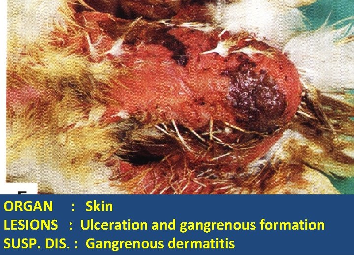 ORGAN : Skin LESIONS : Ulceration and gangrenous formation SUSP. DIS. : Gangrenous dermatitis