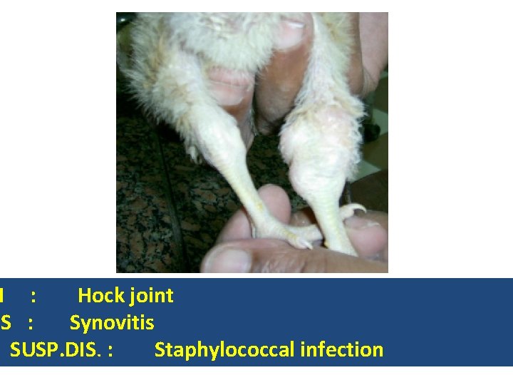 N : Hock joint NS : Synovitis SUSP. DIS. : Staphylococcal infection 