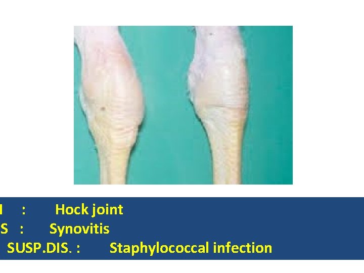 N : Hock joint NS : Synovitis SUSP. DIS. : Staphylococcal infection 
