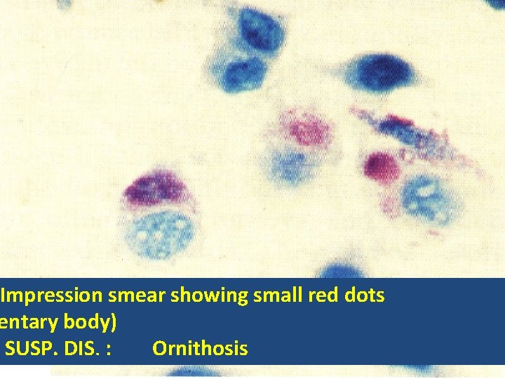 Impression smear showing small red dots entary body) SUSP. DIS. : Ornithosis 