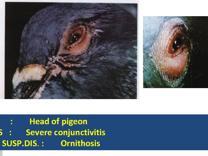 : Head of pigeon S : Severe conjunctivitis SUSP. DIS. : Ornithosis 