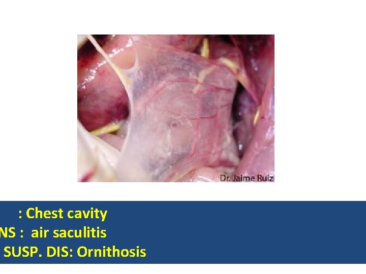 : Chest cavity NS : air saculitis SUSP. DIS: Ornithosis 