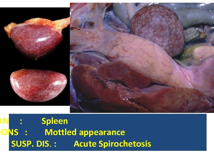 AN : Spleen IONS : Mottled appearance SUSP. DIS. : Acute Spirochetosis 