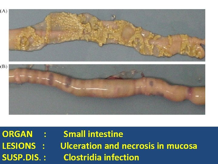 ORGAN : LESIONS : SUSP. DIS. : Small intestine Ulceration and necrosis in mucosa