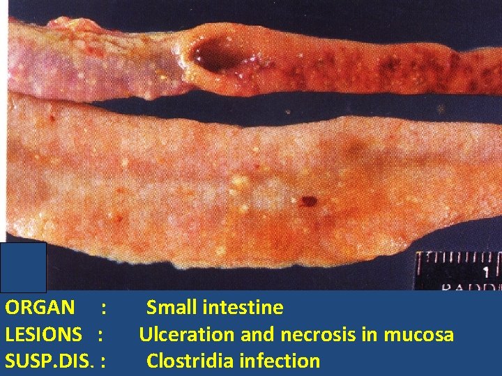 ORGAN : LESIONS : SUSP. DIS. : Small intestine Ulceration and necrosis in mucosa