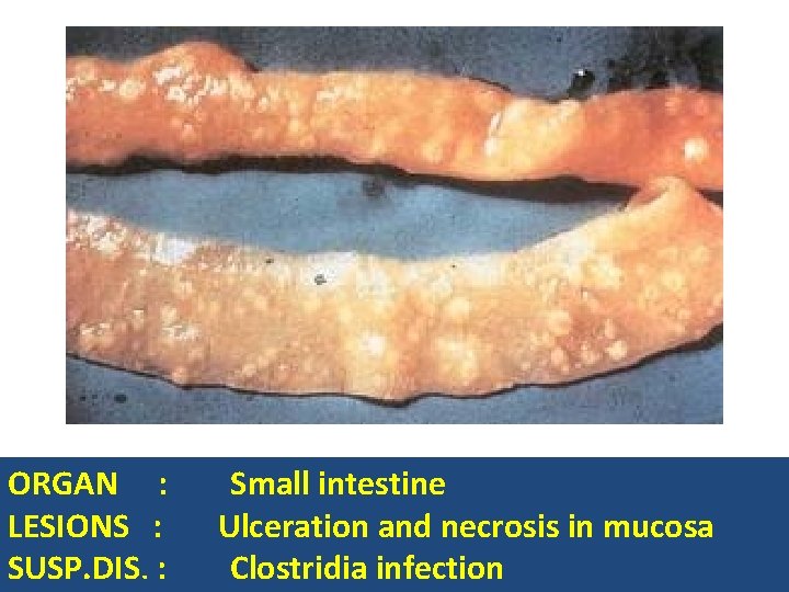 ORGAN : LESIONS : SUSP. DIS. : Small intestine Ulceration and necrosis in mucosa
