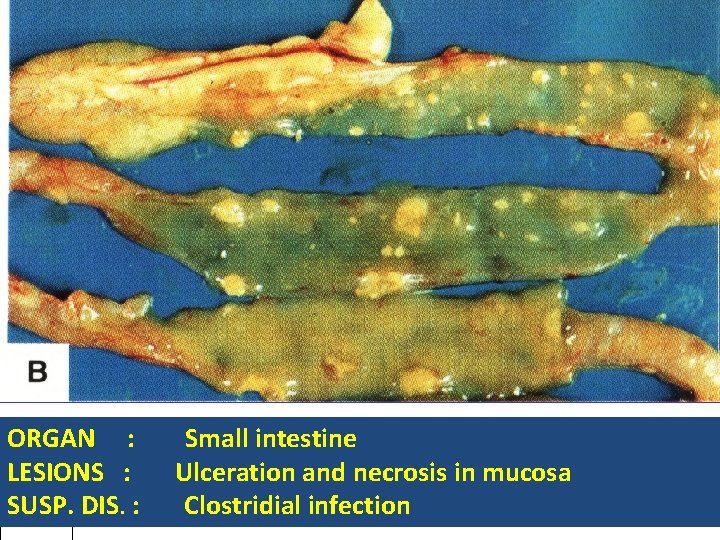 ORGAN : LESIONS : SUSP. DIS. : Small intestine Ulceration and necrosis in mucosa