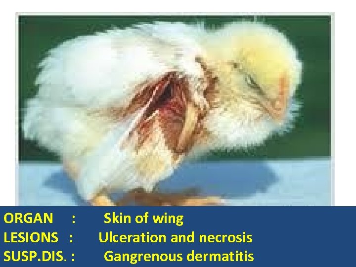 ORGAN : LESIONS : SUSP. DIS. : Skin of wing Ulceration and necrosis Gangrenous