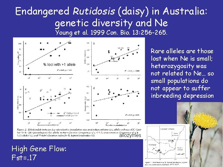Endangered Rutidosis (daisy) in Australia: genetic diversity and Ne Young et al. 1999 Con.